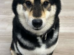 -柴迷FANS CLUB·柴犬狗咖·猫咖