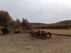 -塞罕坝国家级自然保护区