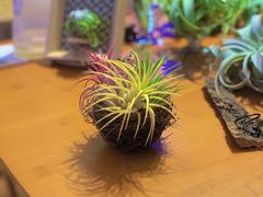 -Rabbit Cafe私房西餐甜点咖啡(栖霞路店)