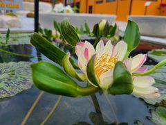 -东芭乐园