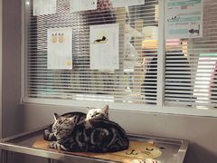 -瑞派长江宠物医院·猫科·外科·24小时夜护(谊城公寓分院)