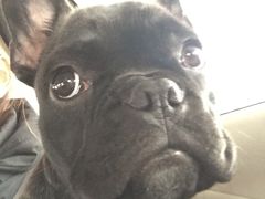 -爱侣宠医·鹦鹉专科·小型哺乳类·异宠专科(灵石路店)