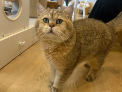 -有喵·猫咖·狗咖·30几只猫10只小狗(岗厦店)