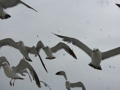 -海驴岛(荣成市)