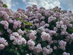 -萨尔浒风景区