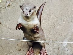 -清迈夜间动物园