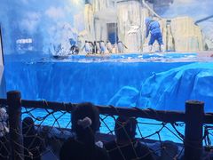 -石家庄极地海洋世界