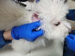 -阿荣24H宠物医院·综合型转诊中心·CT·核磁影像中心
