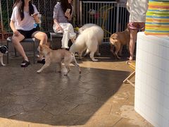 -帕帕拉兹宠物(亚洲旗舰店)