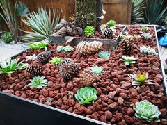 -云里小坐·小院里·团建·宴请·下午茶(三圣乡店)