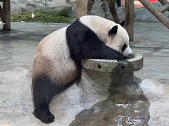 -栾川竹海野生动物园