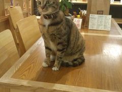 -猫的天空之城概念书店(杭州南宋御街店)