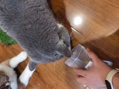 -绒爪撸猫下午茶·猫咖