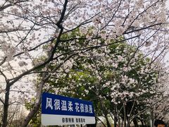 -高东镇樱花园