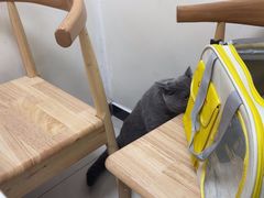 -全心全意连锁动物医院·微创中心·内科急重症·心脏专科(丰管路店)