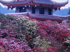 -贵州百里杜鹃风景名胜区