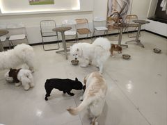 -共舞时光猫咖·狗咖(新街口店)