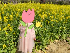 -合肥滨湖国家森林公园