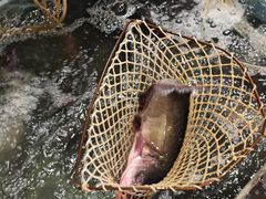 -九寨沟石锅鱼(沣峪口二十年店)