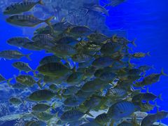 -海合安武汉极地海洋公园