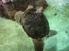 -萌宠奇缘(荣鼎店)