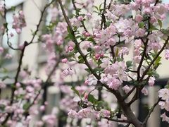 -高东镇樱花园