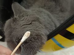 -辛巴宠物医疗中心·骨科·内分泌专科·心肾专科(亭林公园店)