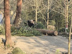 -都江堰中华大熊猫苑