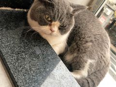 -猫儿山۰猫主题餐厅