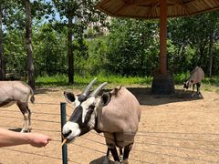 -大连森林动物园