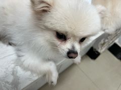 -汪说·狗咖(旺城大厦店)
