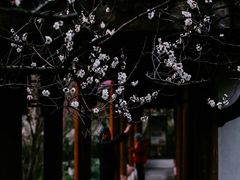 -杭州植物园