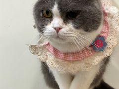 -共舞时光猫咖·狗咖(新街口店)