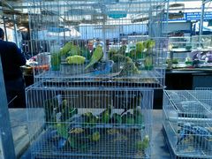 android_upload_pic-长宁东道花卉宠物市场