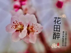 -桃苑公园