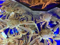 -蟹道乐(道顿堀本店)