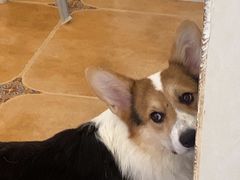 -Let's go狗咖·猫咖·奶狗·桌游(春熙路IFS店)