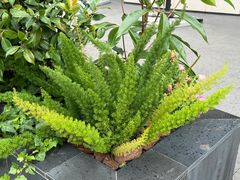 -思南公馆商业街