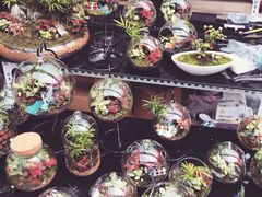 iphone_upload_pic-秦美花卉(天朗·莱茵小城2期店)