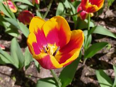 -长春公园(普阳街道)