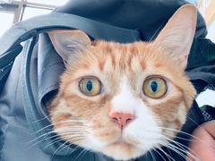 -纳吉亚猫专科动物诊疗中心(蒋宅口分院)