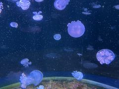 -欢乐海岸海洋奇梦馆