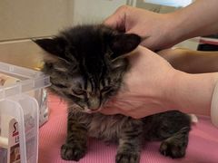 -北京观赏动物医院·24小时大型综合·猫专科·异宠专科
