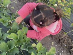 -喜杨洋草莓采摘园