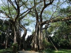 -瑞丽独树成林风景区