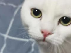 -纳吉亚猫专科动物医院博雅分院