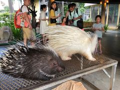 -清迈夜间动物园