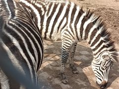 -渭南桃花源民俗文化园