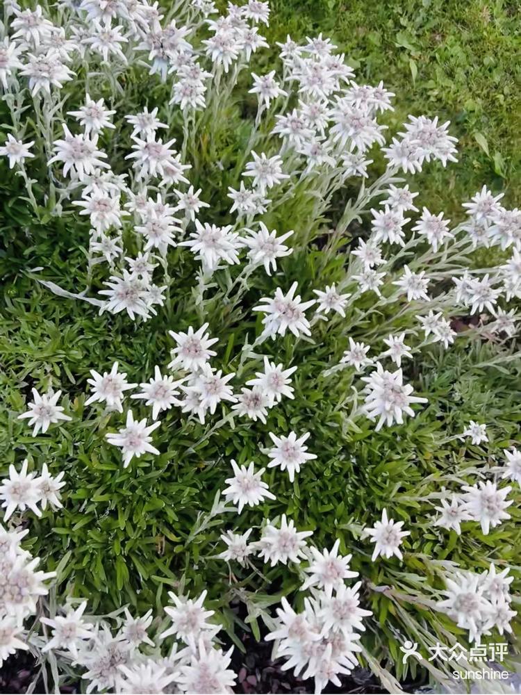 雪绒花|原来它一点也不洁白无瑕