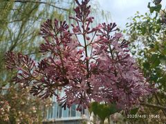 -大兴滨河森林公园